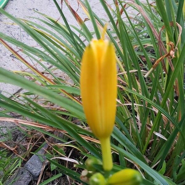 Hemerocallis minor Fleur