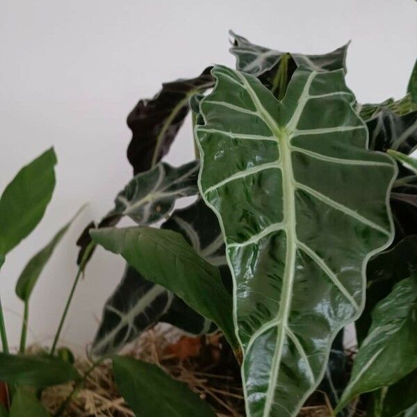 Alocasia longiloba Yaprak