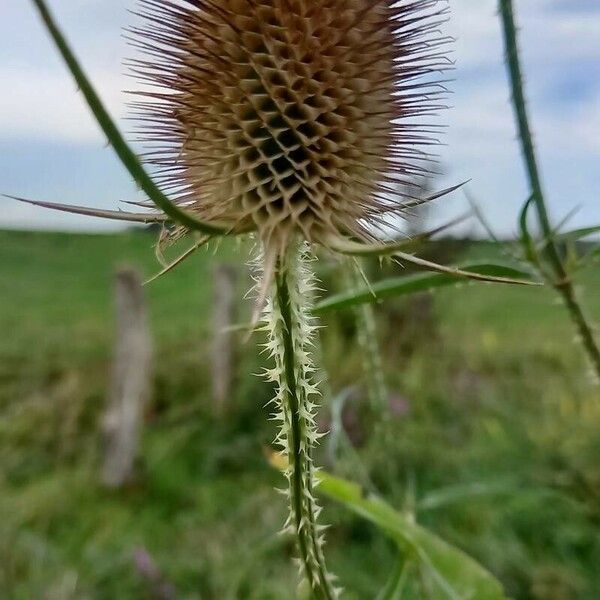 Dipsacus fullonum Frucht