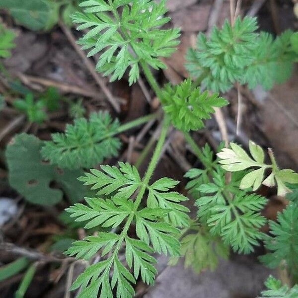 Torilis nodosa Ліст