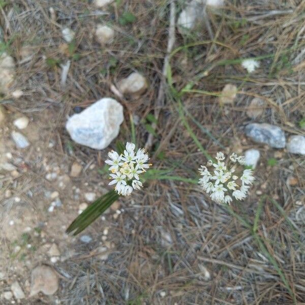 Allium subvillosum Kukka