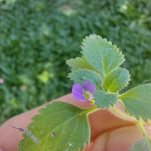 Stemodia verticillata Blatt