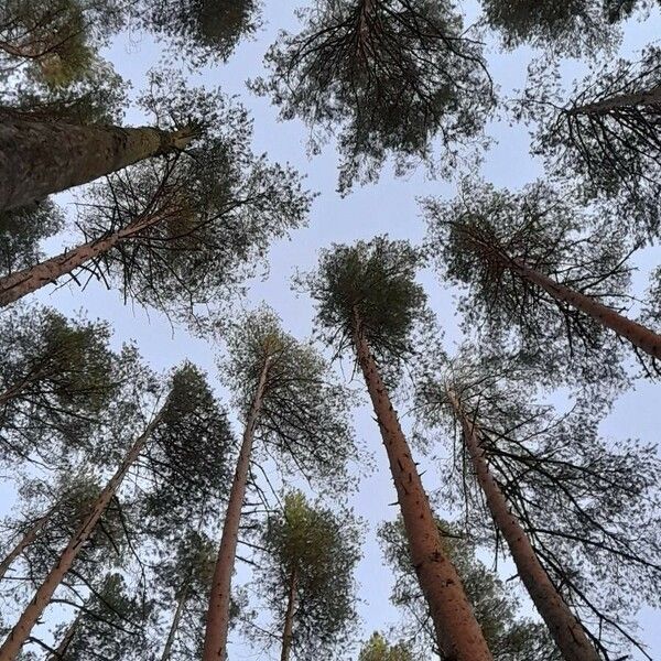 Pinus sylvestris Kabuk