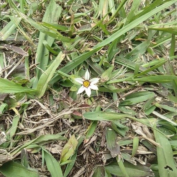 Sisyrinchium micranthum Žiedas