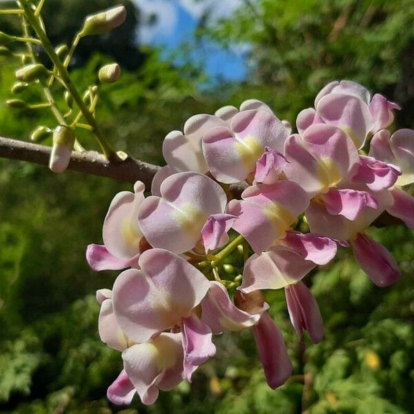 Gliricidia sepium Flower