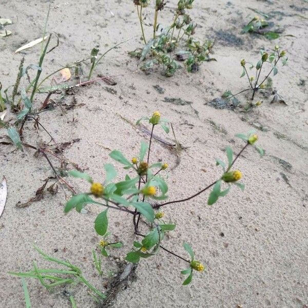 Bidens tripartita Blad