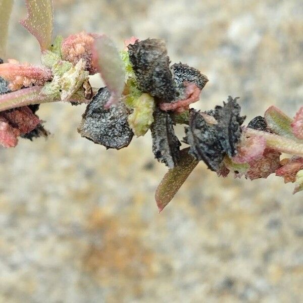 Atriplex prostrata Плід