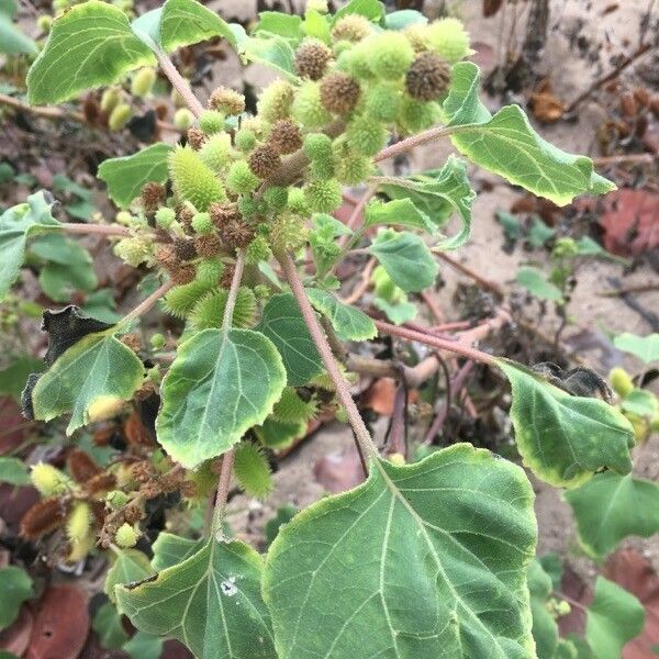 Xanthium strumarium Feuille