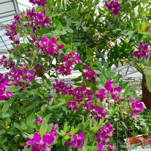 Polygala myrtifolia Blomst