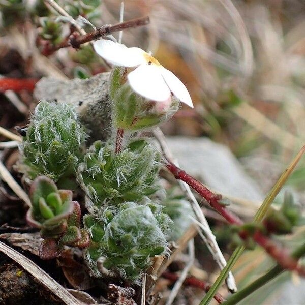 Androsace villosa Habit