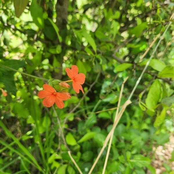 Crossandra massaica Blomma