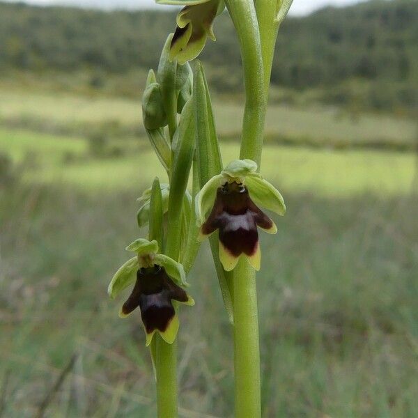 Ophrys insectifera Blüte
