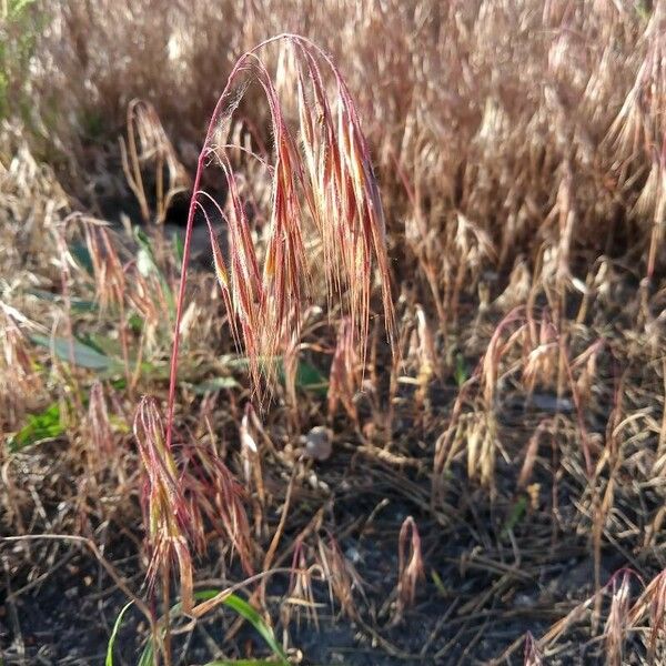 Bromus racemosus Folha