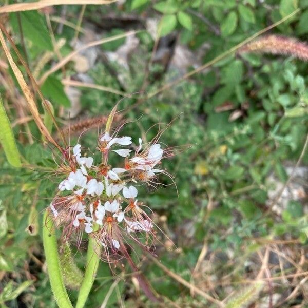 Cleome dodecandra Flower