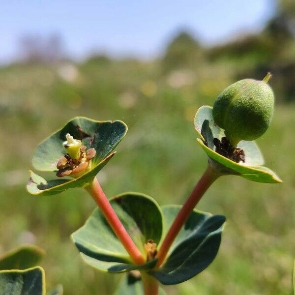 Euphorbia isatidifolia Floro