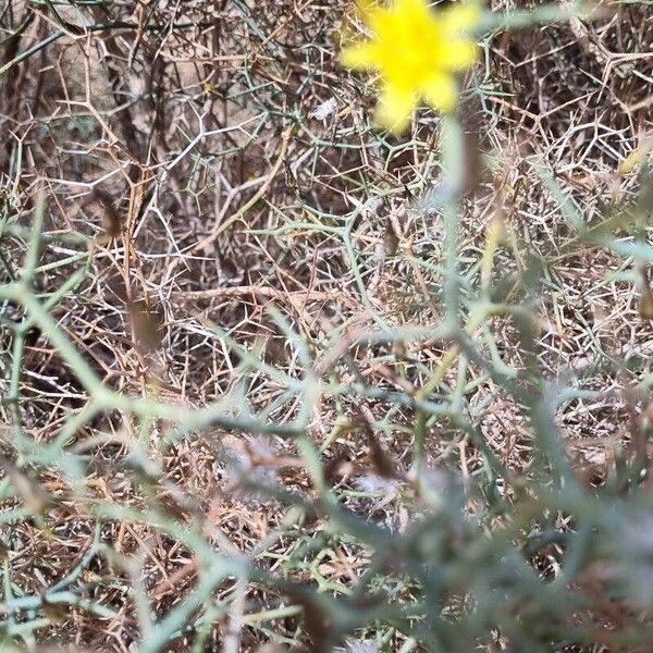 Launaea arborescens Flors