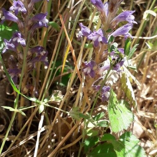 Orobanche cernua Flor