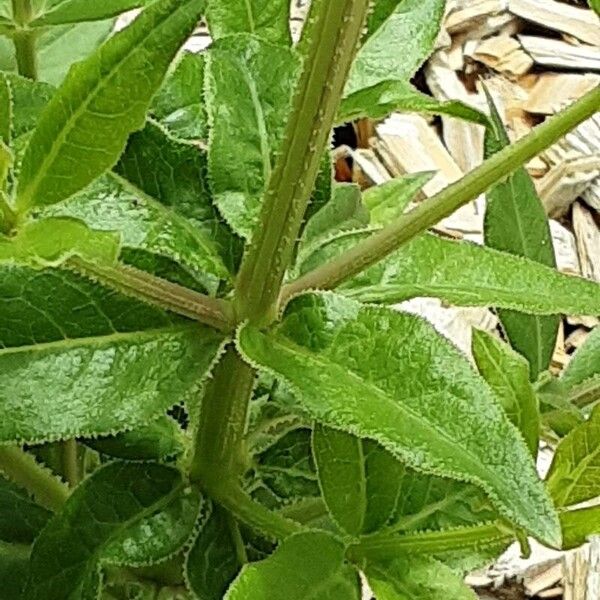 Rubia tinctorum Bark