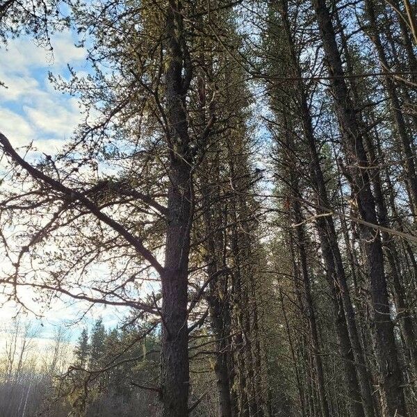 Pinus sylvestris Natur