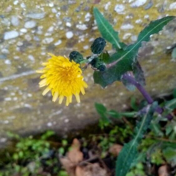 Sonchus arvensis Flower