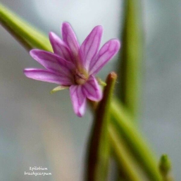 Epilobium brachycarpum Kvet