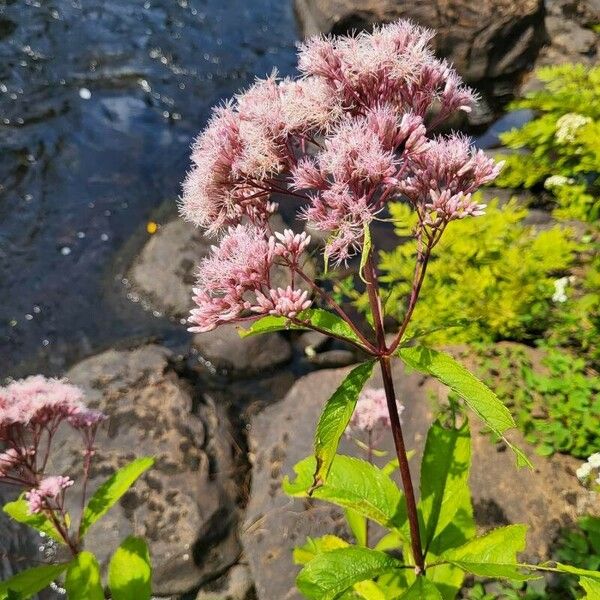 Eutrochium maculatum Fiore