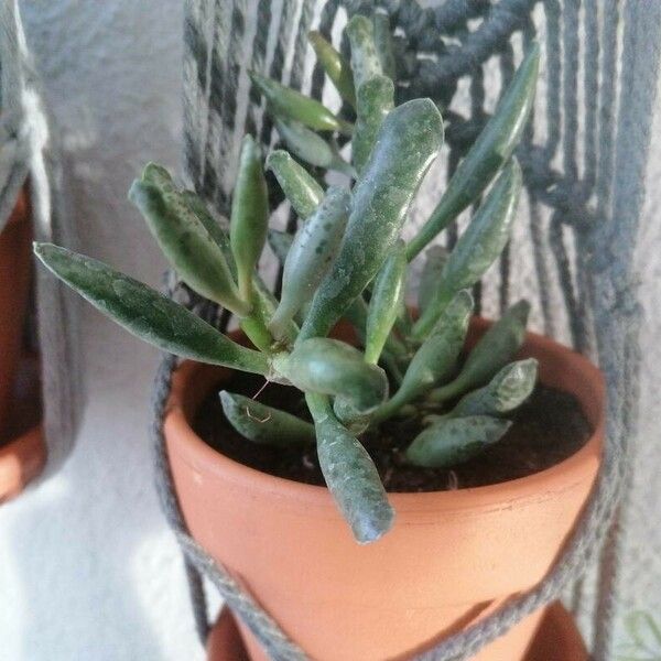 Adromischus cooperi 葉