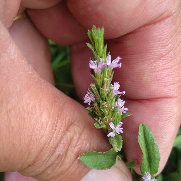 Pseudelephantopus spicatus Flower