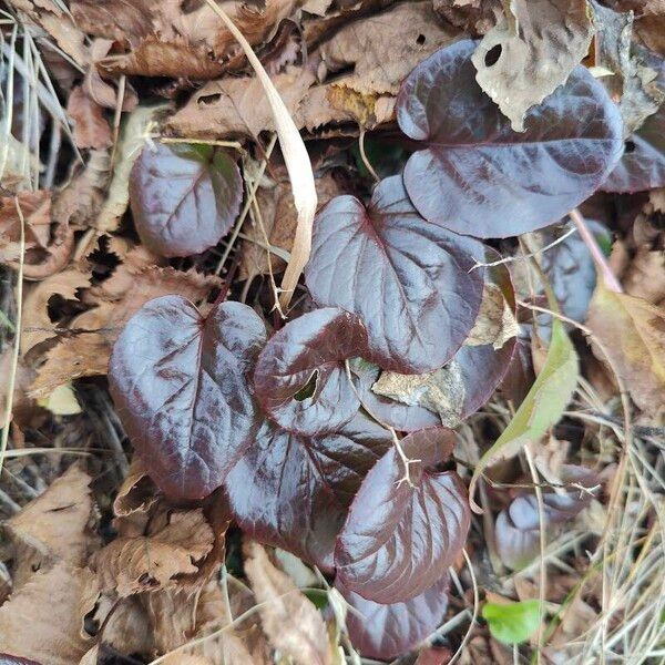 Pyrola asarifolia Foglia