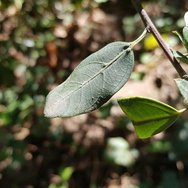 Rhamnus alaternus Leaf