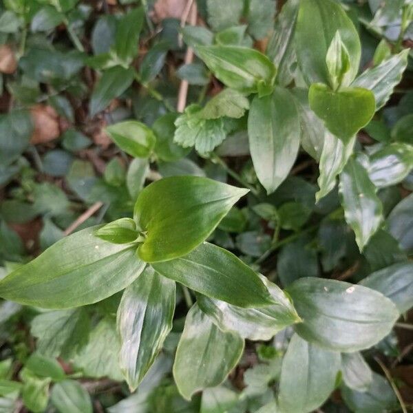 Tradescantia fluminensis Feuille