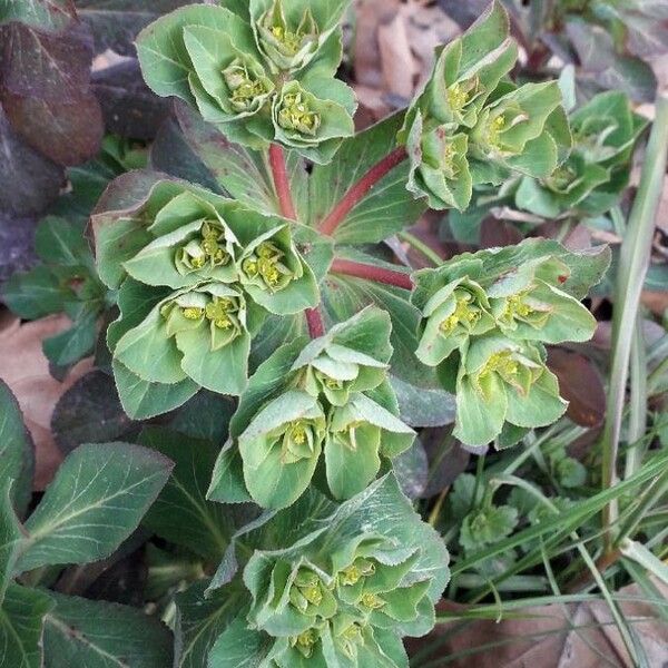 Euphorbia helioscopia Žiedas