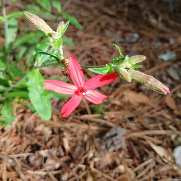 Silene virginica ফুল