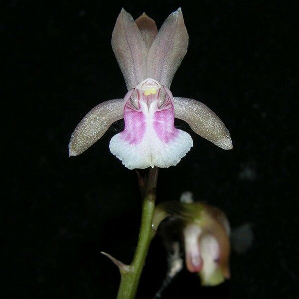 Eulophia maculata 花