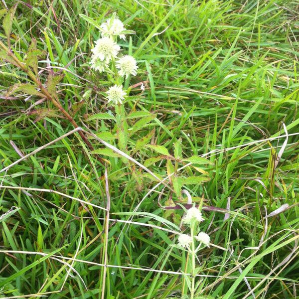 Hyptis alata Habit