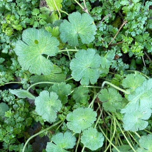 Geranium molle Feuille