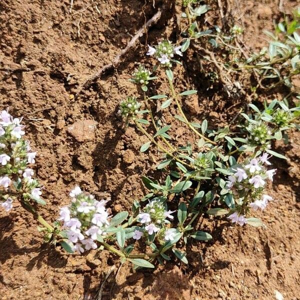 Thymus herba-barona Habit