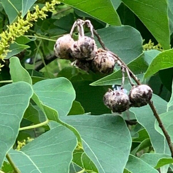 Triadica sebifera 果實