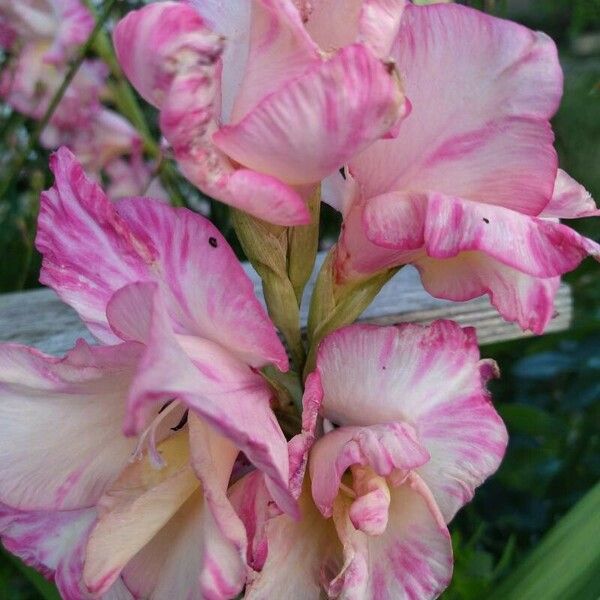 Gladiolus communis Flor