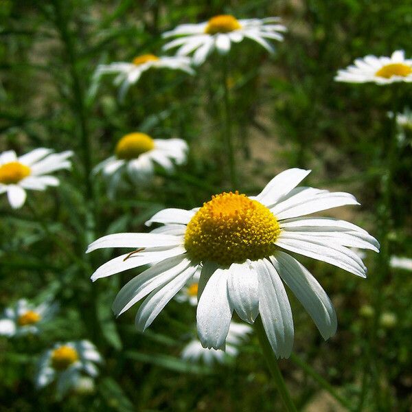 Tripleurospermum inodorum പുഷ്പം