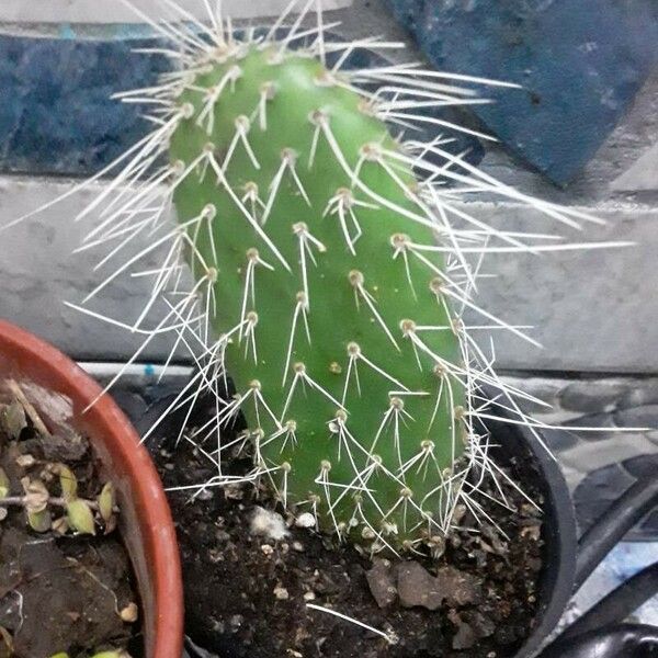 Opuntia leucotricha Blad