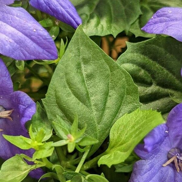 Campanula carpatica Leaf