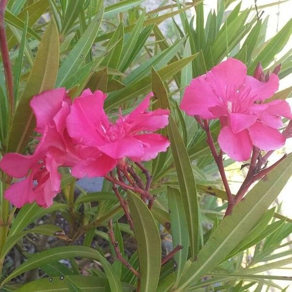 Nerium oleander Bloem