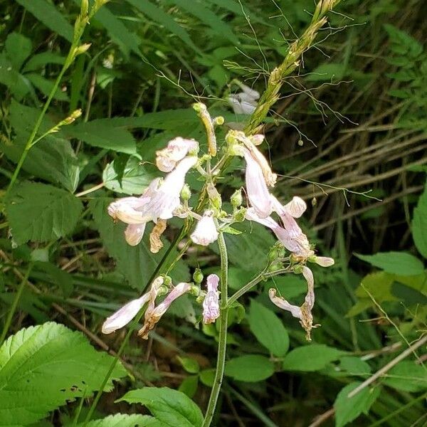 Penstemon hirsutus ᱵᱟᱦᱟ