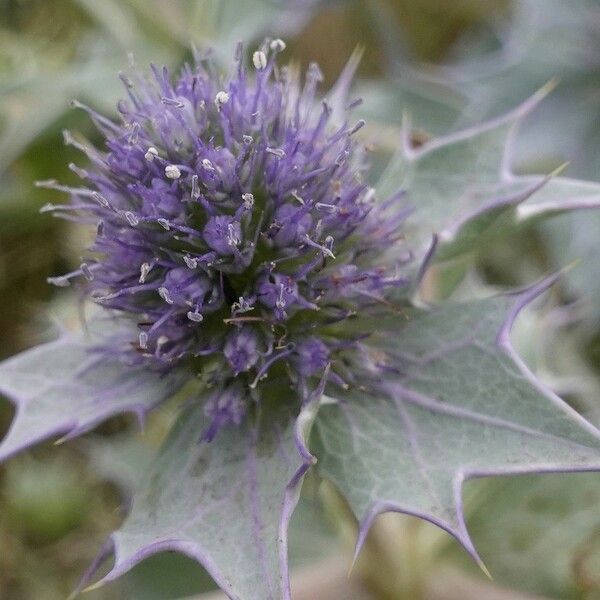 Eryngium maritimum फूल