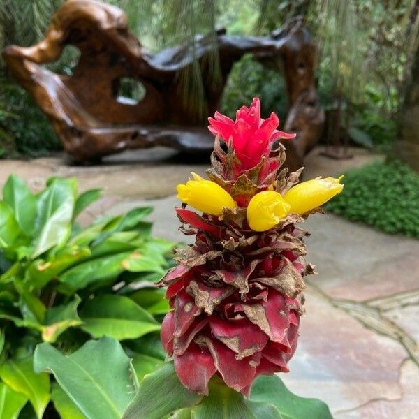 Costus barbatus Flors