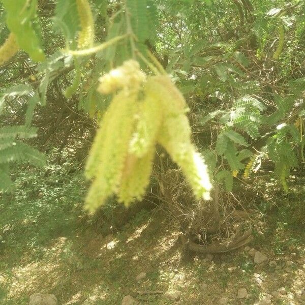 Acacia longifolia Blad