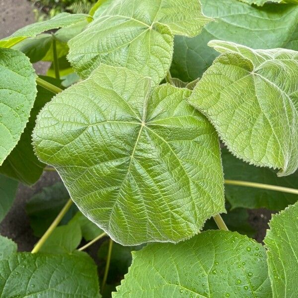 Abutilon theophrasti Blad