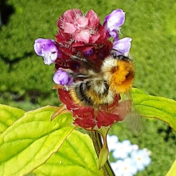 Prunella vulgaris Flower