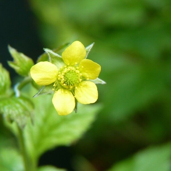 Geum urbanum Kvet